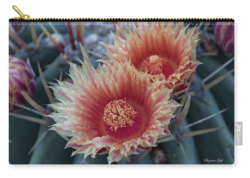 Photograph Zip Pouch featuring the photograph Peach Barrel Cactus Flowers by Suzanne Gaff