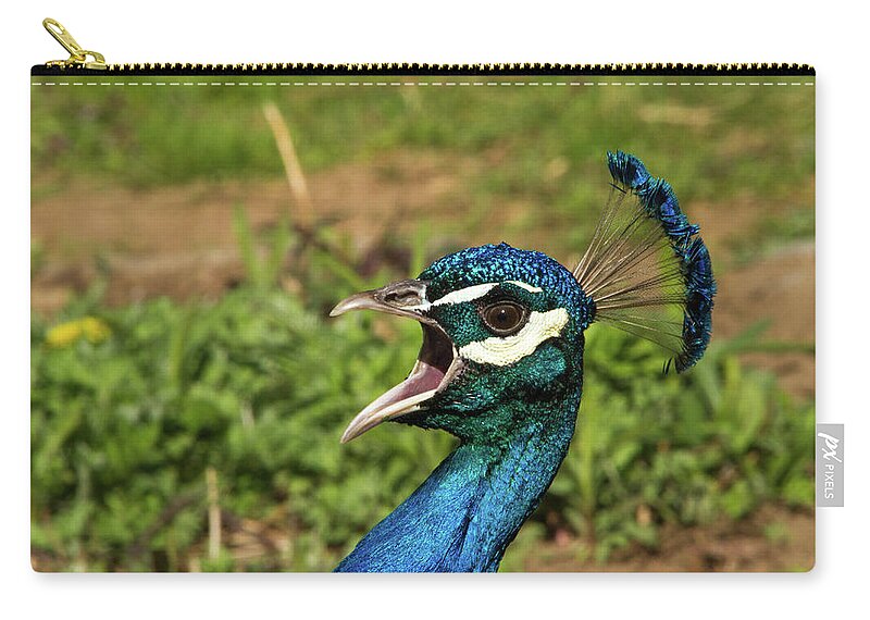 Peacock Zip Pouch featuring the photograph Peacock Calling by Karol Livote