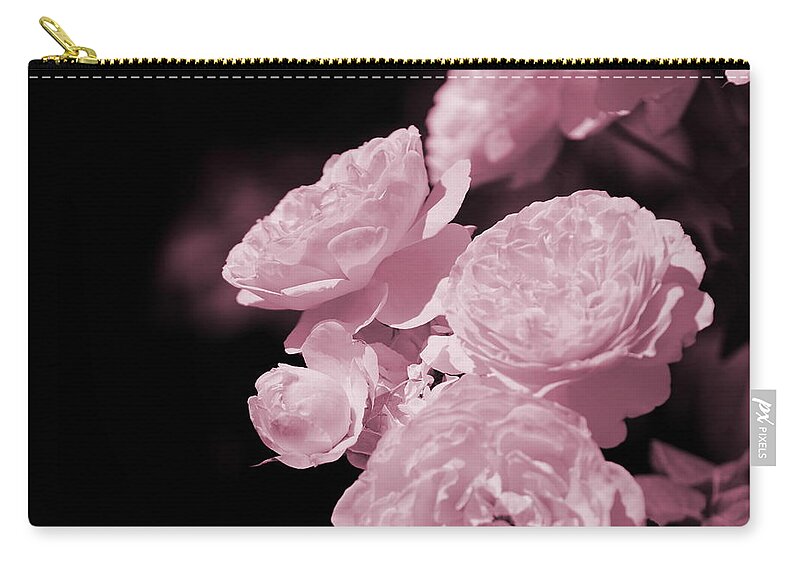 Peony Pink Zip Pouch featuring the photograph Peacock Pink Cabbage Roses on Black by Colleen Cornelius