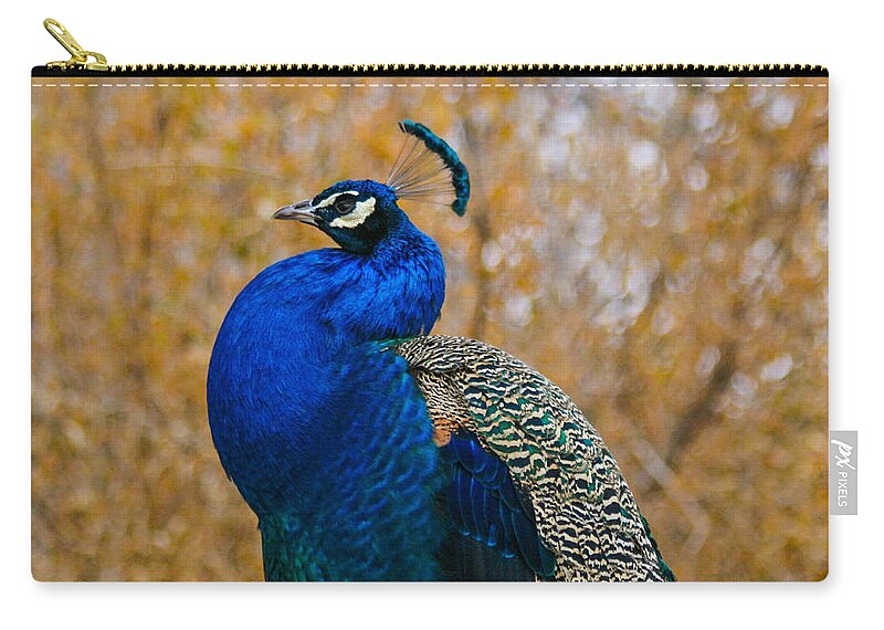 Peacock Zip Pouch featuring the photograph Peacock Pose by Mindy Musick King