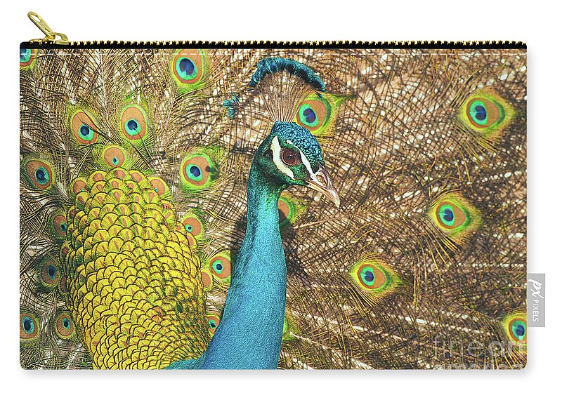 Peacock Zip Pouch featuring the photograph Peacock by Ram Vasudev