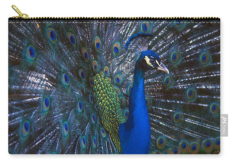 Peacock Zip Pouch featuring the photograph Peacock Splendor by Marie Hicks