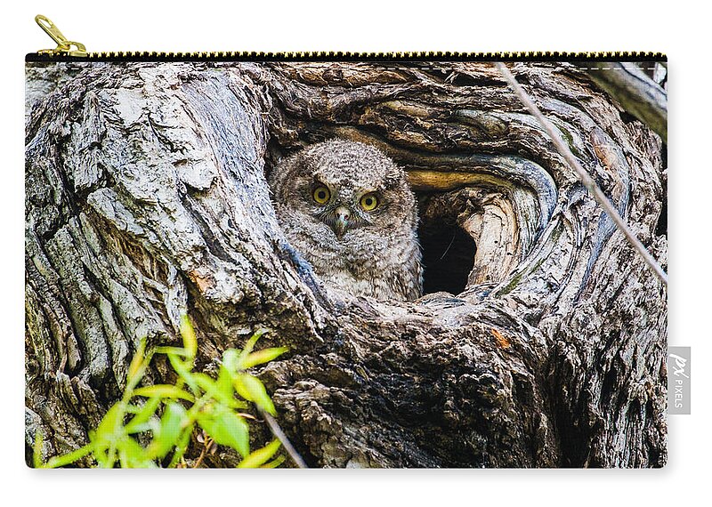 Eastern Screech Owl Zip Pouch featuring the photograph Peek A Boo by Mindy Musick King