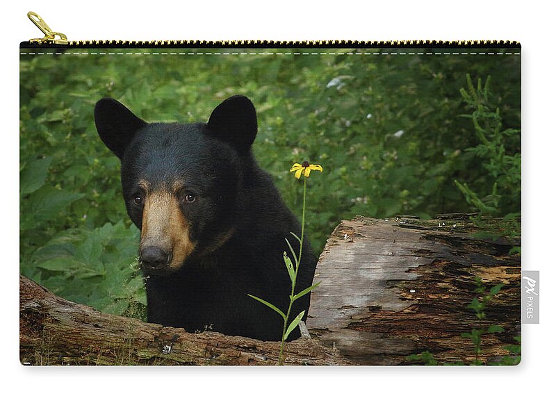 Bear Zip Pouch featuring the photograph Peeking Around the Log by Duane Cross