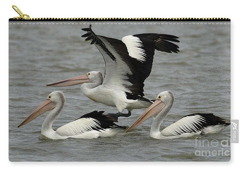 Pelican Zip Pouch featuring the photograph Pelicans Australia 4 by Bob Christopher