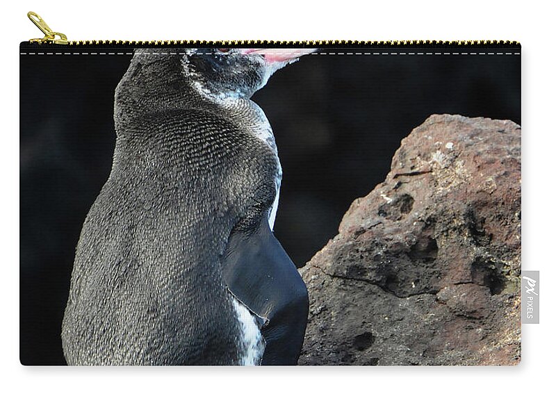 Penguin Carry-all Pouch featuring the photograph Penguin in Galapagos by Ted Keller