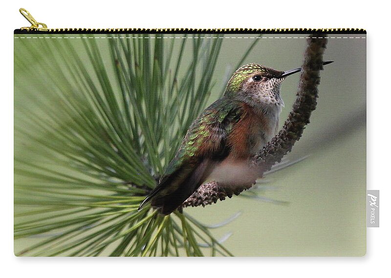 Hummingbird Zip Pouch featuring the photograph Perched In A Pine by Trent Mallett