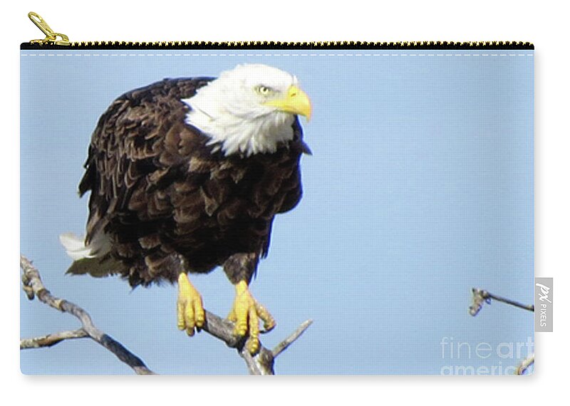 Bald Eagle Zip Pouch featuring the photograph Perched on a Tree by Mary Mikawoz