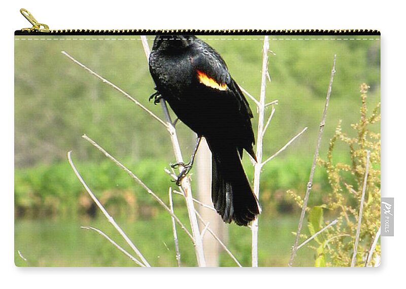 Red-winged Blackbird Zip Pouch featuring the photograph Perched Redwing Blackbird by Christopher Mercer