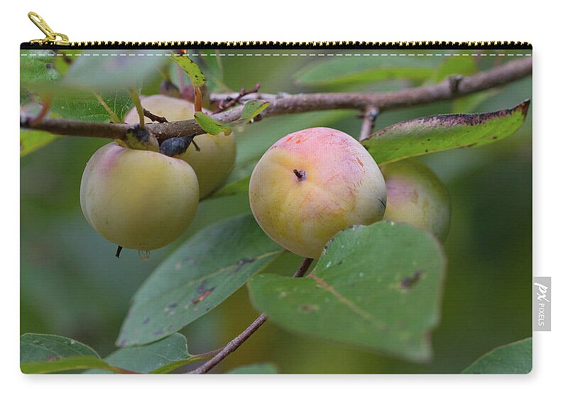 Persimmon Zip Pouch featuring the photograph Persimmons by Paul Rebmann