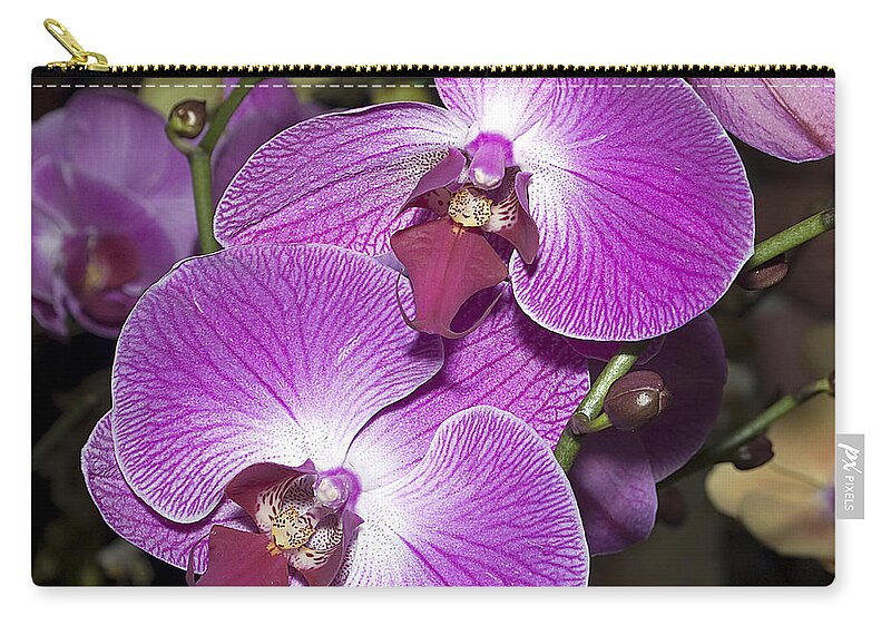 Nature Zip Pouch featuring the photograph Phalaenopsis Orchid by Kenneth Albin