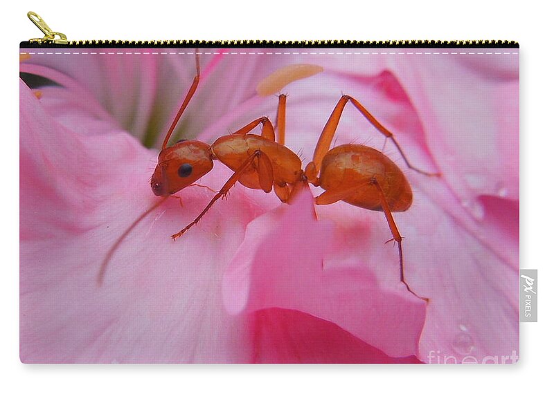 Pharaoh Ant Zip Pouch featuring the photograph Pharaoh Ant by Chad and Stacey Hall