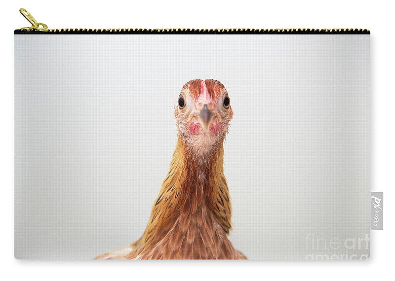 Chickens Zip Pouch featuring the photograph Phoenix Chicken by Jeannette Hunt