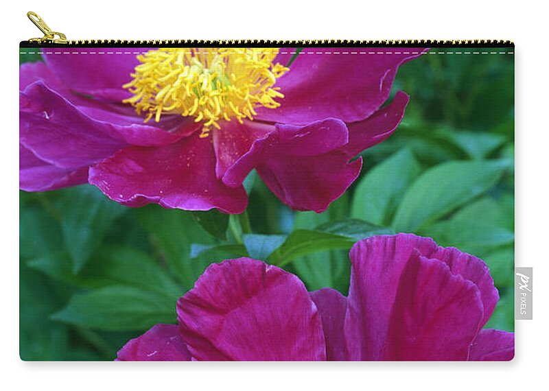 Blooming Zip Pouch featuring the photograph Pianese Flowers by Natural Selection Tony Sweet