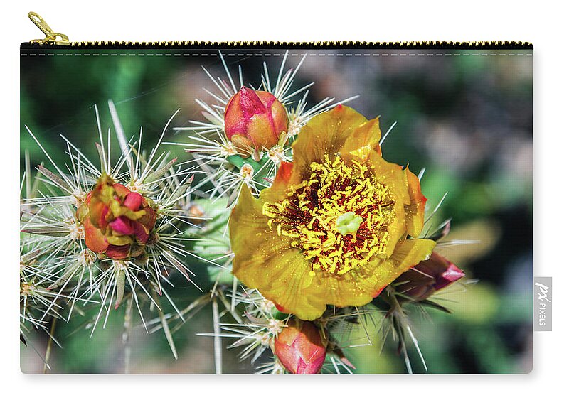 Cactus Cacti Flower Flowers Pricklypear Thorns Zip Pouch featuring the photograph Pick me if you Dare by Kent Nancollas