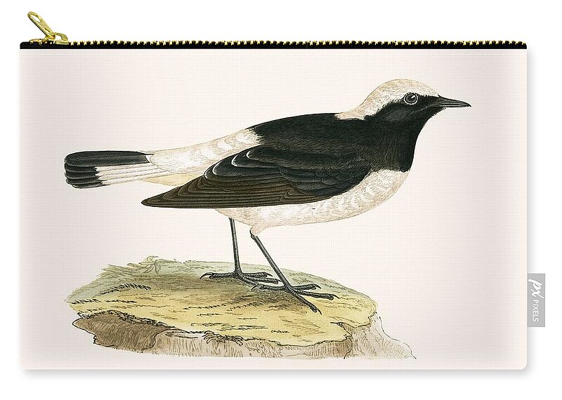 Bird Zip Pouch featuring the painting Pied Wheatear by English School