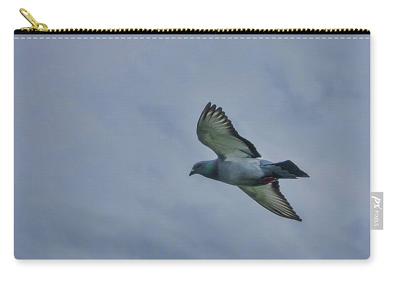Pigeon Zip Pouch featuring the photograph Pigeon in Flight by Marilyn Wilson