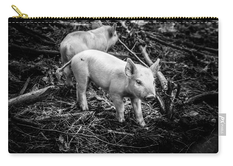 Animal Zip Pouch featuring the photograph Piglets looking for dinner by Jeff Folger