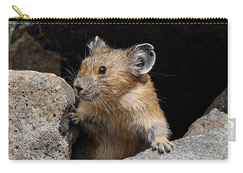 Animal Zip Pouch featuring the photograph Pika Looking out from its Burrow by Jeff Goulden