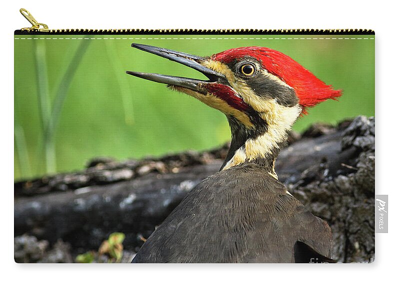 Pileated Zip Pouch featuring the photograph Pileated by Douglas Stucky