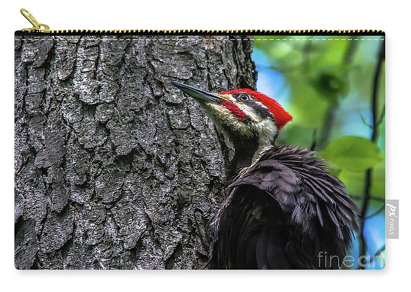 Cheryl Baxter Photography Zip Pouch featuring the photograph Pileated Woodpecker Looking Up by Cheryl Baxter