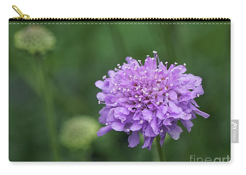 Pincushion Zip Pouch featuring the photograph Pinchsion Flower by Robert E Alter Reflections of Infinity