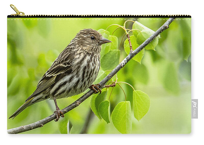 Finch Zip Pouch featuring the photograph Pine Siskin On A Branch by Yeates Photography