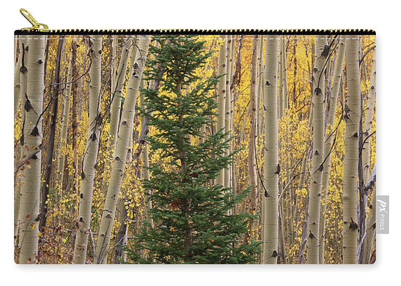 Aspens Zip Pouch featuring the photograph Pine Tree Among Aspens 4874 by Jack Schultz