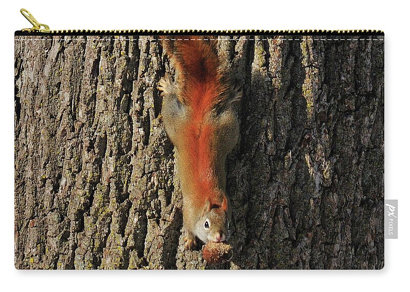 Animals Zip Pouch featuring the photograph Piney Squirrel by David Arment