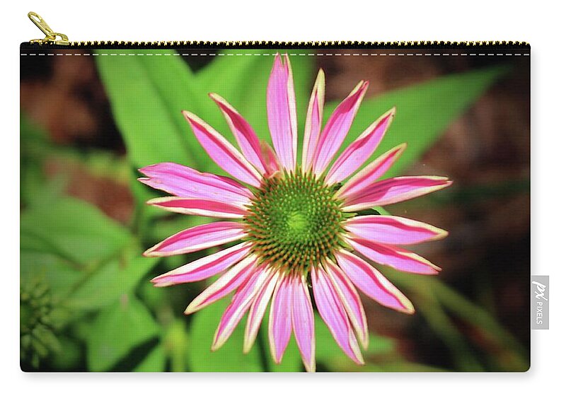 Zinnia Zip Pouch featuring the photograph Pink And Green Zinnia by Cynthia Guinn