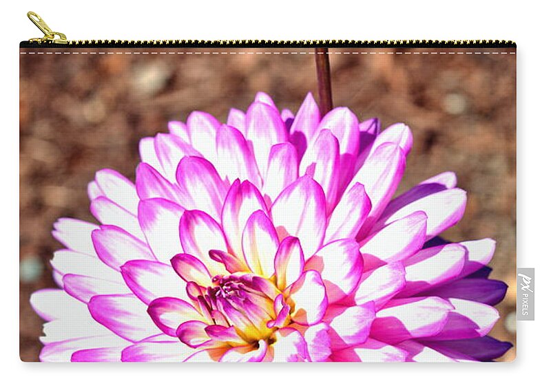 Dahlia Zip Pouch featuring the photograph Pink and White Dahlia Flowers by Amy McDaniel