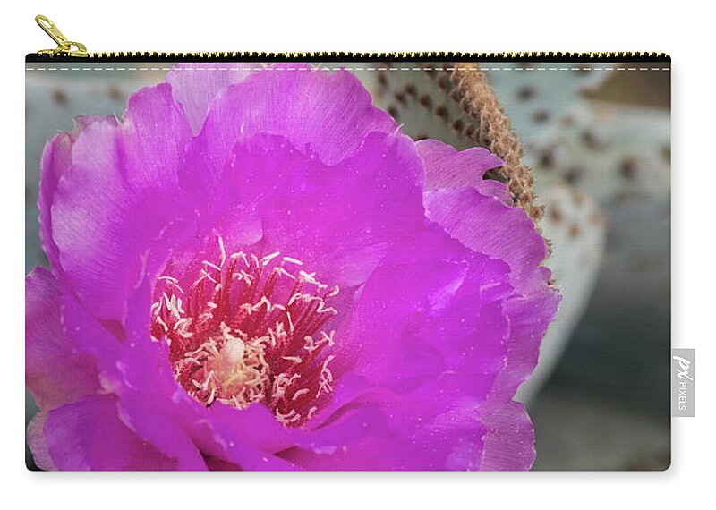 Pink Beavertail Cactus Zip Pouch featuring the photograph Pink Beavertail Cactus by Saija Lehtonen