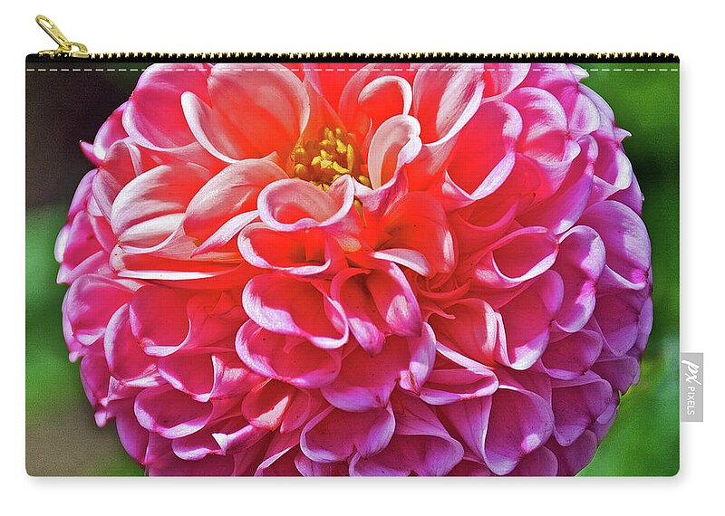 Pink Dahlia In Golden Gate Park In San Francisco Zip Pouch featuring the photograph Pink Dahlia in Golden Gate Park in San Francisco, California by Ruth Hager