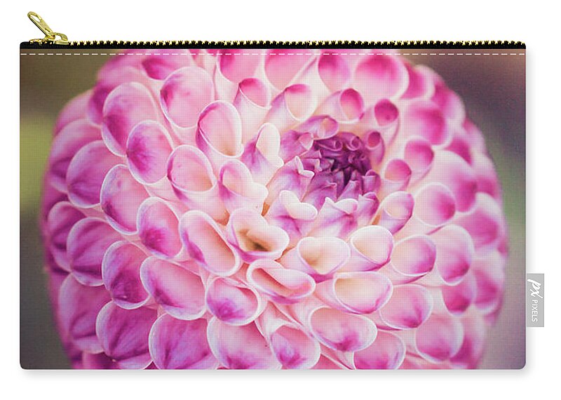 #flowers #photography #nature #garden #dahlia #petals #pink #pretty #summer #minnesota #flowerphotography #happy Zip Pouch featuring the photograph Pink Dahlia by Rebekah Zivicki
