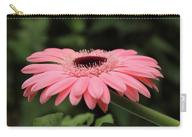 Pink Zip Pouch featuring the photograph Pink Gerbera by Jeff Townsend