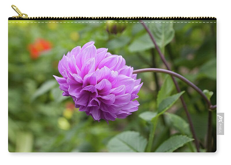 Pink Zip Pouch featuring the photograph Pink Lavender Dahlia by Diane Macdonald