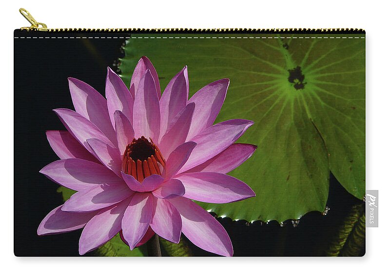 Lotus Zip Pouch featuring the photograph Pink Lotus by Evelyn Tambour
