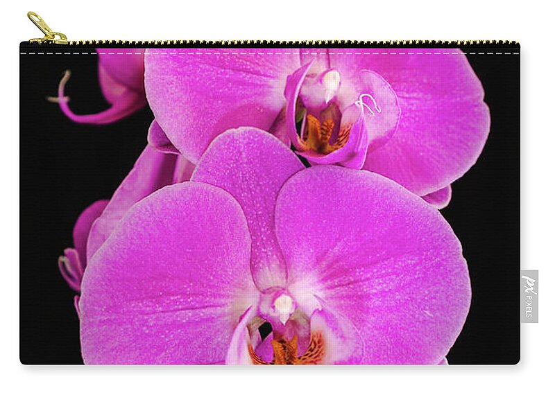 Pink Orchid Carry-all Pouch featuring the photograph Pink orchid against a black background by Andy Myatt