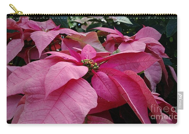 Flower Zip Pouch featuring the photograph Pink Poinsettias by Anita Adams