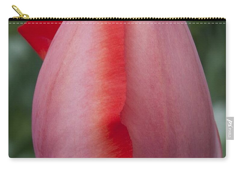 Tulip Zip Pouch featuring the photograph Pink Tulip by Steven Natanson