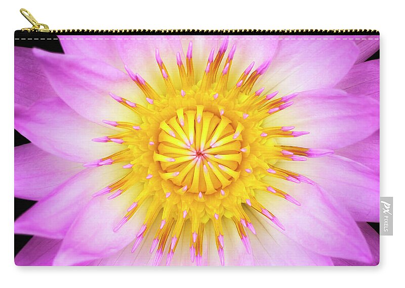 Pink Zip Pouch featuring the photograph Pink Water Lily by Christopher Johnson