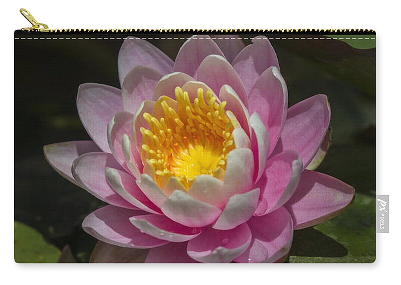 Aquatic Plants Zip Pouch featuring the photograph Pink Water Lily by Robert Potts