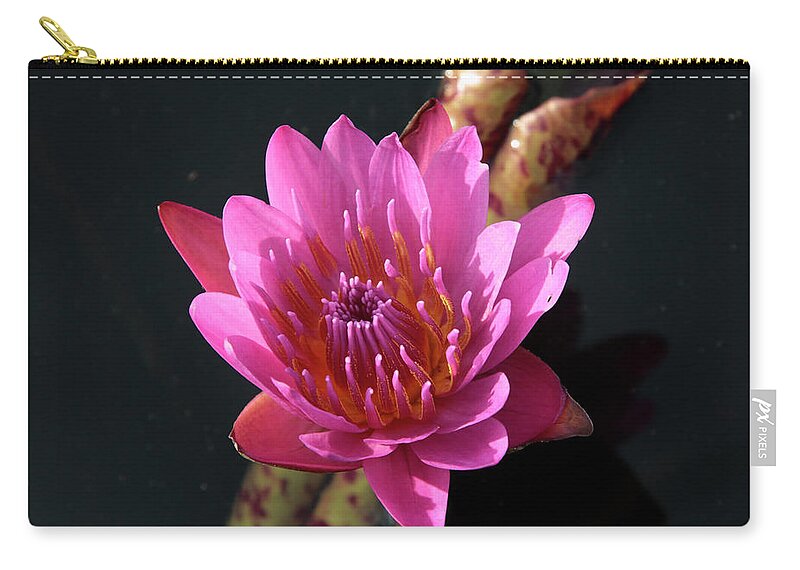 Waterlily Zip Pouch featuring the photograph Pink Waterlily by William Kuta