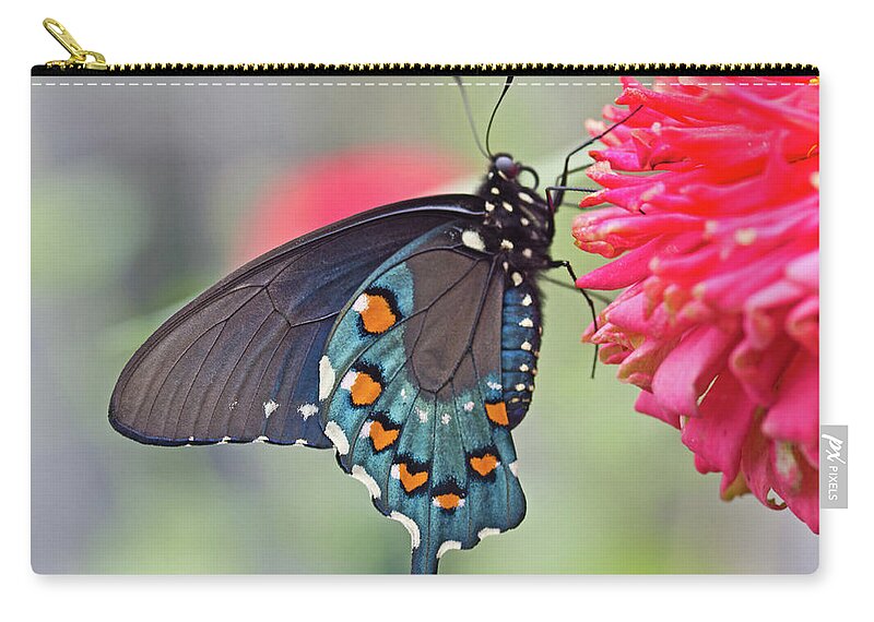 Butterfly Zip Pouch featuring the photograph Pipevine Swallowtail Butterfly by David Freuthal