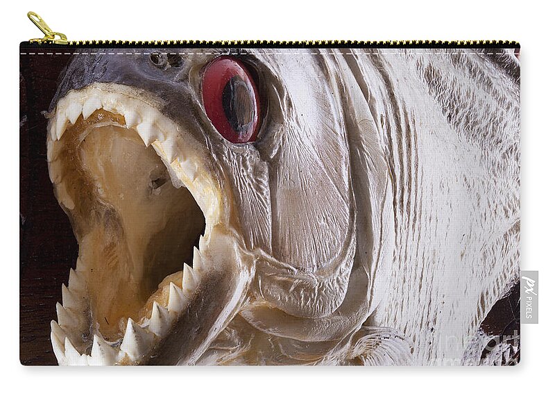 Piranha Carry-all Pouch featuring the photograph Piranha fish close up by Simon Bratt