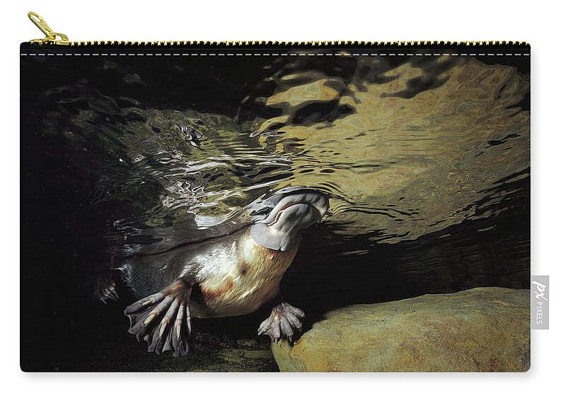 David Parer-cook Zip Pouch featuring the photograph Platypus Surfacing by David Parer and Elizabeth Parer-Cook