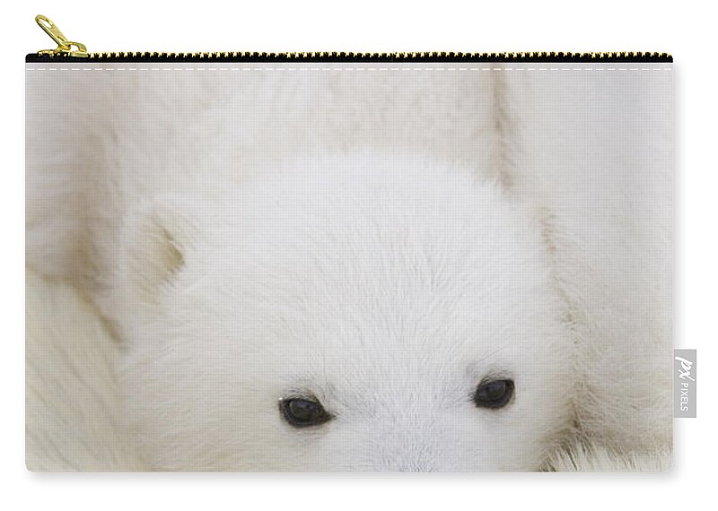 00761348 Zip Pouch featuring the photograph Polar Bear Cub Cuddling Against Mother by Suzi Eszterhas