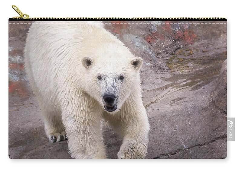 Polar Bear Zip Pouch featuring the photograph Polar Bear Prowl by LeeAnn McLaneGoetz McLaneGoetzStudioLLCcom