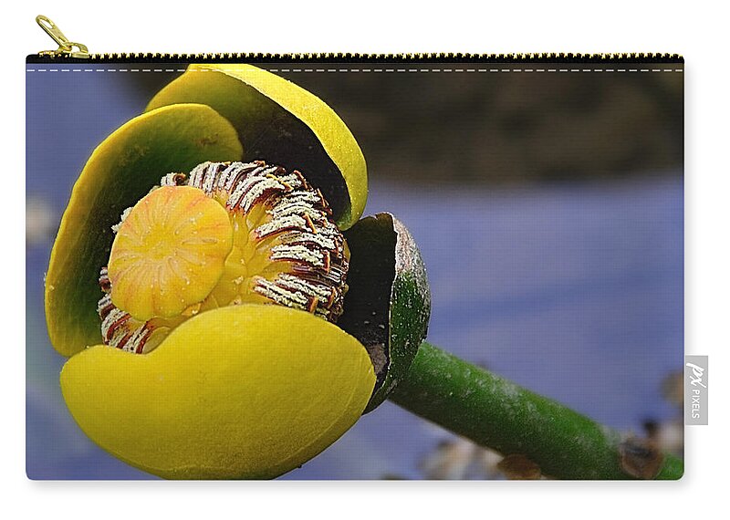 Pond Lily Zip Pouch featuring the photograph Pond Lily In Bloom by Mark Fuller