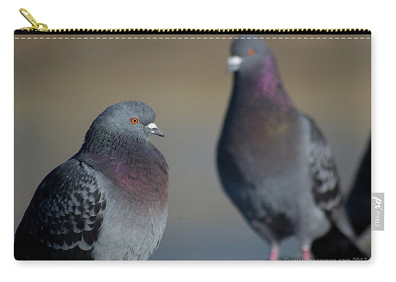 Bird Zip Pouch featuring the photograph Portrait of A Pigeon by Lora Lee Chapman